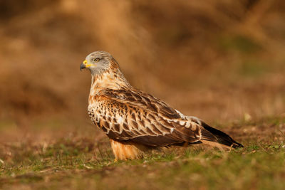 Close-up of a bird looking away