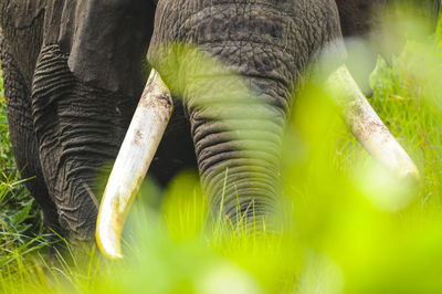 Close-up of elephant