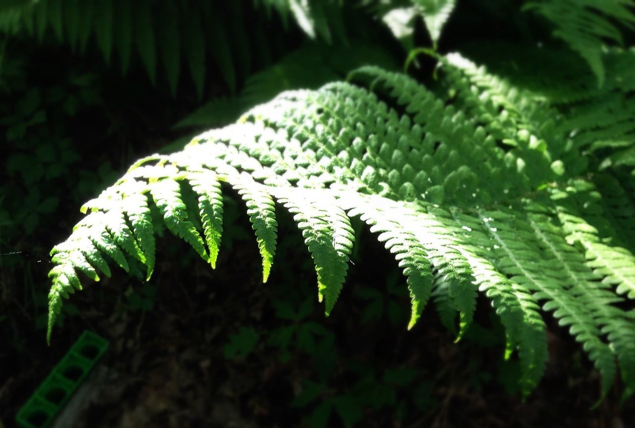 close-up, growth, green color, nature, natural pattern, leaf, plant, selective focus, focus on foreground, pattern, beauty in nature, fern, full frame, backgrounds, outdoors, fragility, no people, day, detail, sharp