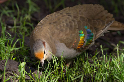 Close-up of bird perching on grass