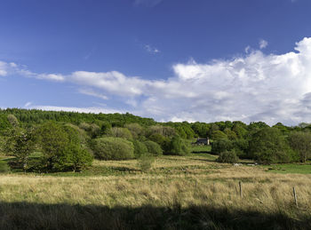 Trees on field against sky