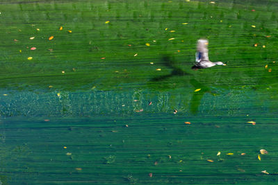 View of ducks swimming in lake