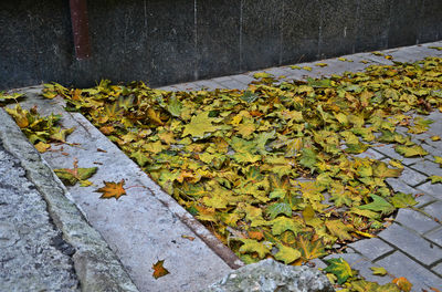 Close-up of yellow leaves on plant