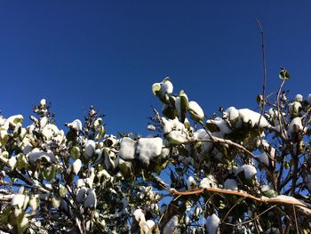 Low angle view of white flowering plants against clear blue sky