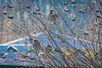 Low angle view of bird perching on branch