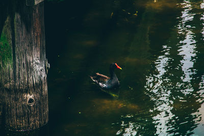 Ducks swimming in lake