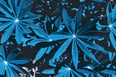 Beautiful soothing background of blue multi-leafed plants