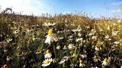 White flowering plants on field against sky