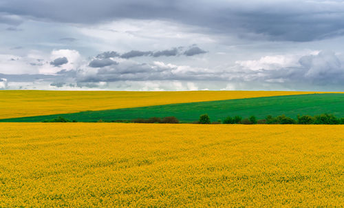Scenic view of oilseed rape field against cloudy sky