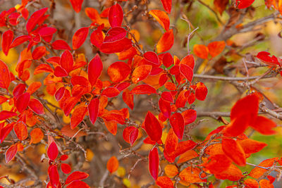 autumn