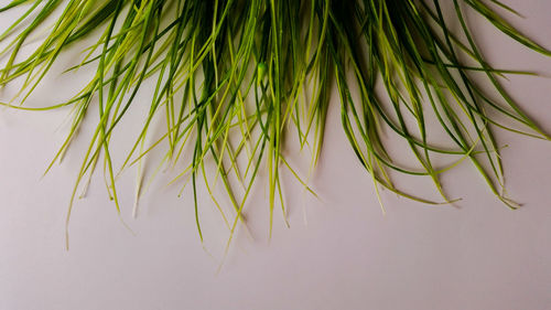 Close-up of fresh green plant against white background