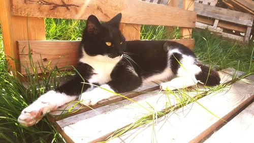 Cat resting on plant