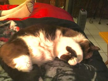 Cat sleeping on couch