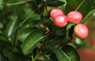 Close-up of strawberry growing on tree