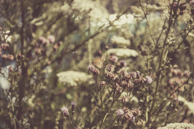 Close-up of wilted flowering plant on field