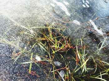 Full frame shot of tree against sky
