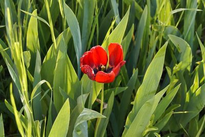 Close-up of red flower on plant