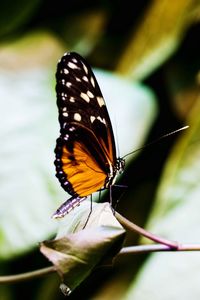 Close-up of butterfly pollinating on flower