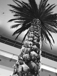 Low angle view of palm tree against sky