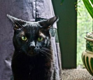 Close-up portrait of black cat