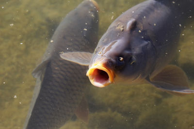 Close-up of fish swimming in water