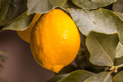 Close-up of lemon fruit