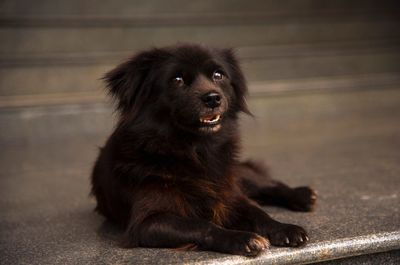 Portrait of puppy sitting on floor