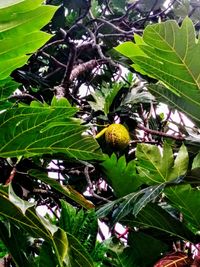 Close-up of leaves on tree