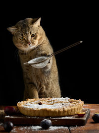 Adult scottish straight cat holds a sieve with powdered sugar and sprinkles a plum pie on a 