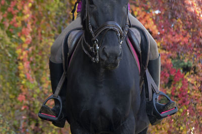 Midsection of a horse