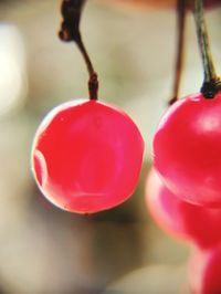 Close-up of red berries hanging on plant