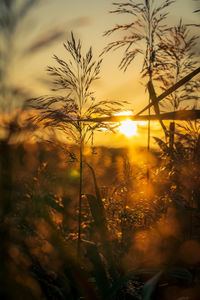 Scenic view of sunset throug grass