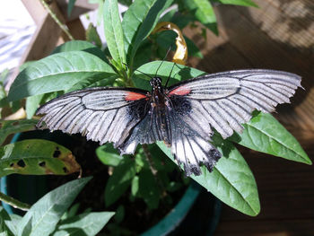 Close-up of butterfly on leaf