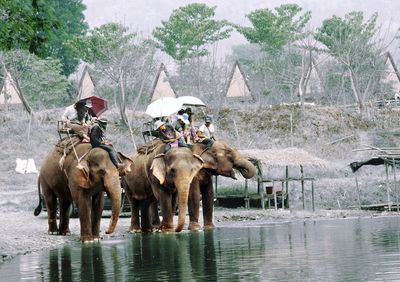 People riding elephants standing at lakeshore