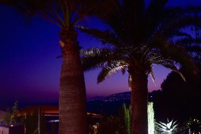 Low angle view of palm trees at night