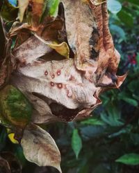 Close-up of leaves on tree trunk