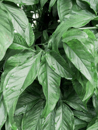 High angle view of leaves on plant