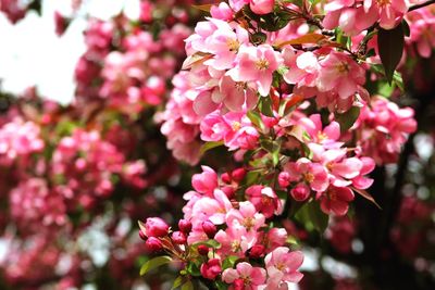 Close-up of pink flowering plant