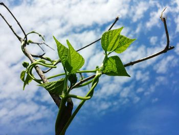 Close-up low angle view of plant against blue sky