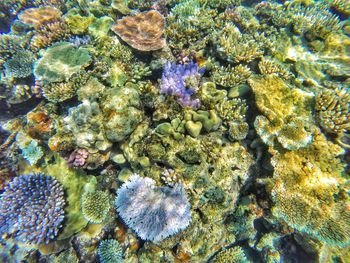 Full frame shot of coral reef