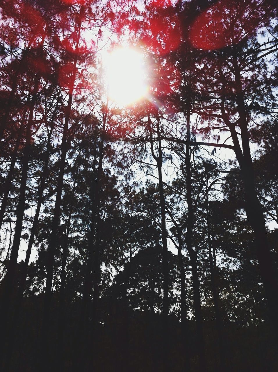 tree, sun, low angle view, sunlight, sunbeam, branch, tranquility, growth, silhouette, nature, lens flare, beauty in nature, tree trunk, tranquil scene, forest, sky, scenics, back lit, outdoors, no people