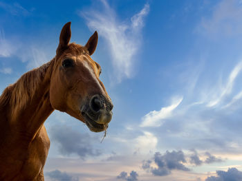 Low angle view of a horse against sky