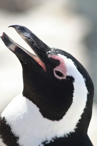 Close-up of penguin against blurred background