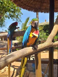 Birds perching on railing