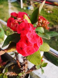 Close-up of red flowering plant