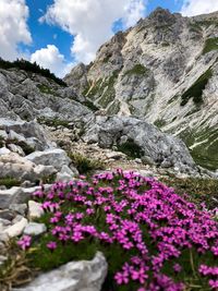 Purple flowering plants by rocks against sky