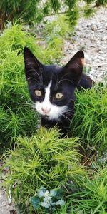Portrait of black cat on plant