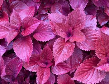 Full frame shot of pink flowering plant