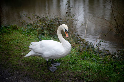 Swan on a lake