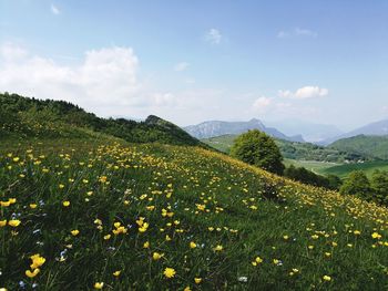 Scenic view of grassy field against sky